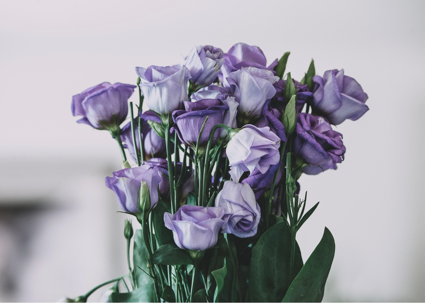 Долгожители в мире флоры – какие цветы дольше всего стоят в вазе