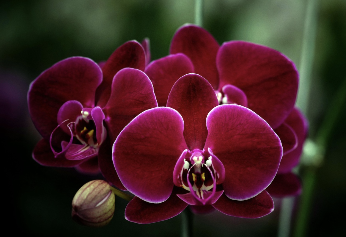 Секреты тропического долголетия – как продлить цветение орхидей