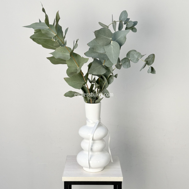 Эвкалипт, 5шт