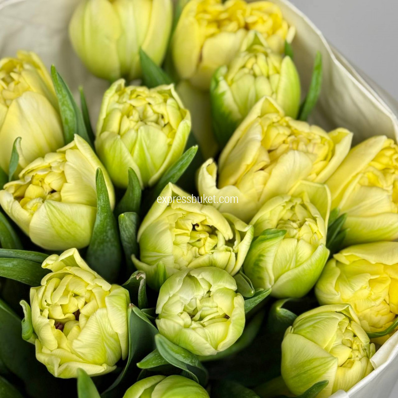 Желтые тюльпаны, 19 шт