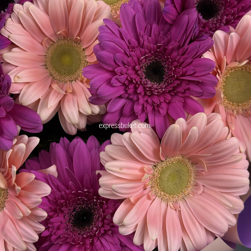 Букет из 11 гербер с зеленью