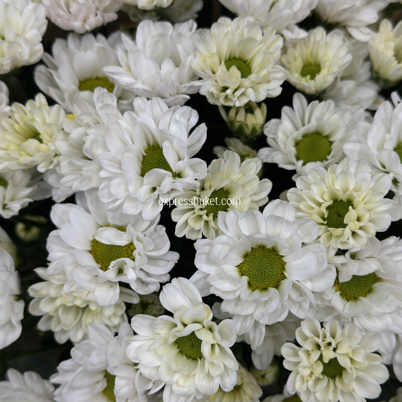 Букет дня 8-11