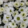 Букет дня 8-11
