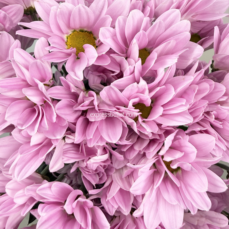 Букет из 5 розовых хризантем